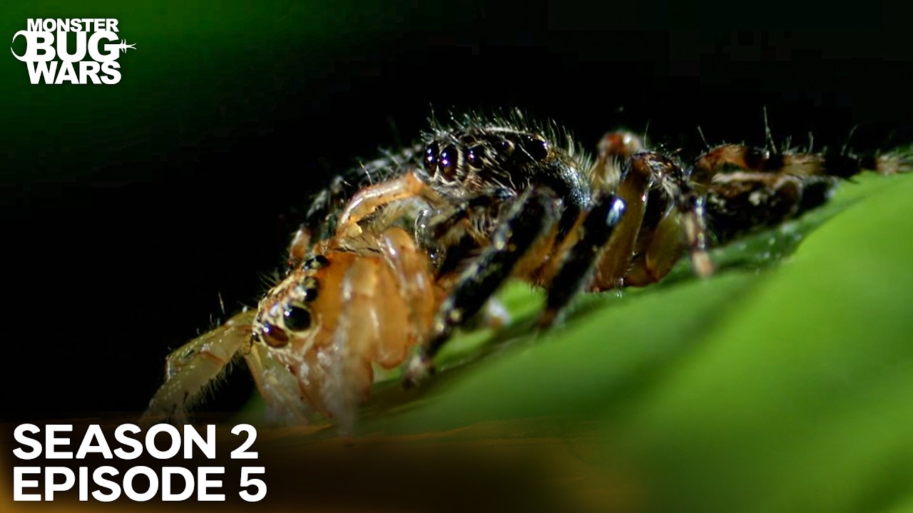 Tiny Titans: Jungle Brawl | Monster Bug Wars Season 2 Episode 5