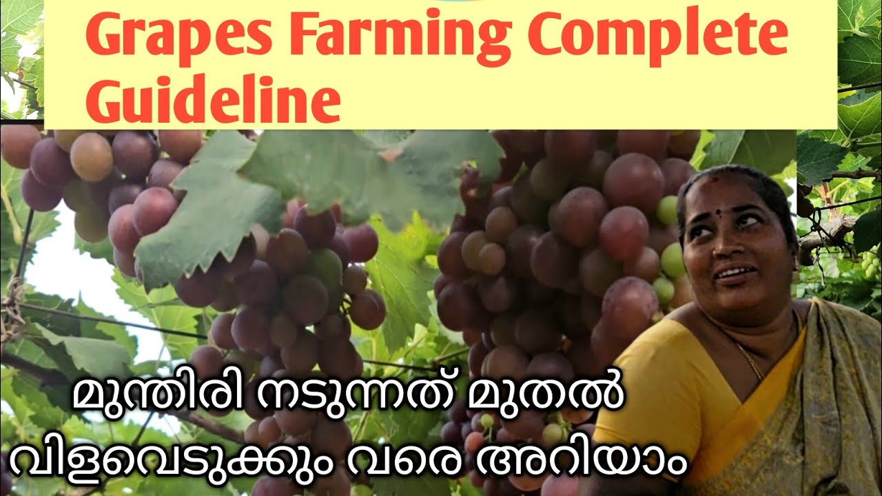 How to Grow Grapes Plant | Organic Farming | Grape Cultivation Malayalam | മുന്തിരി പാടം