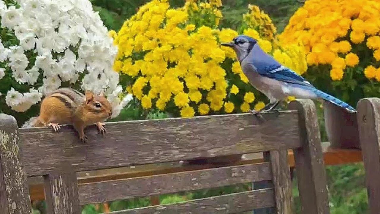 새 친구 블루제이는 다람쥐랑 잘 어울려 지낼 수 있을까? Can Chipmunk And Blue Jay Get Along?