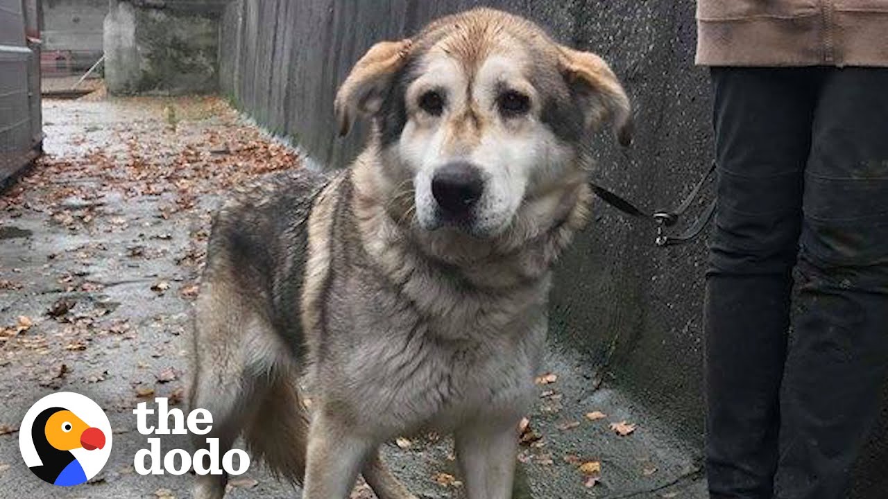 This Woman&rsquo;s Life Will Never Be The Same After Adopting This Senior Dog | The Dodo