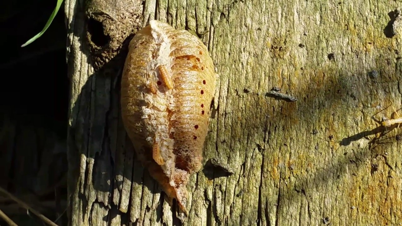 Hatching of European praying mantis egg / Schl&uuml;pfen der Europ&auml;ischen Gottesanbeterinnen
