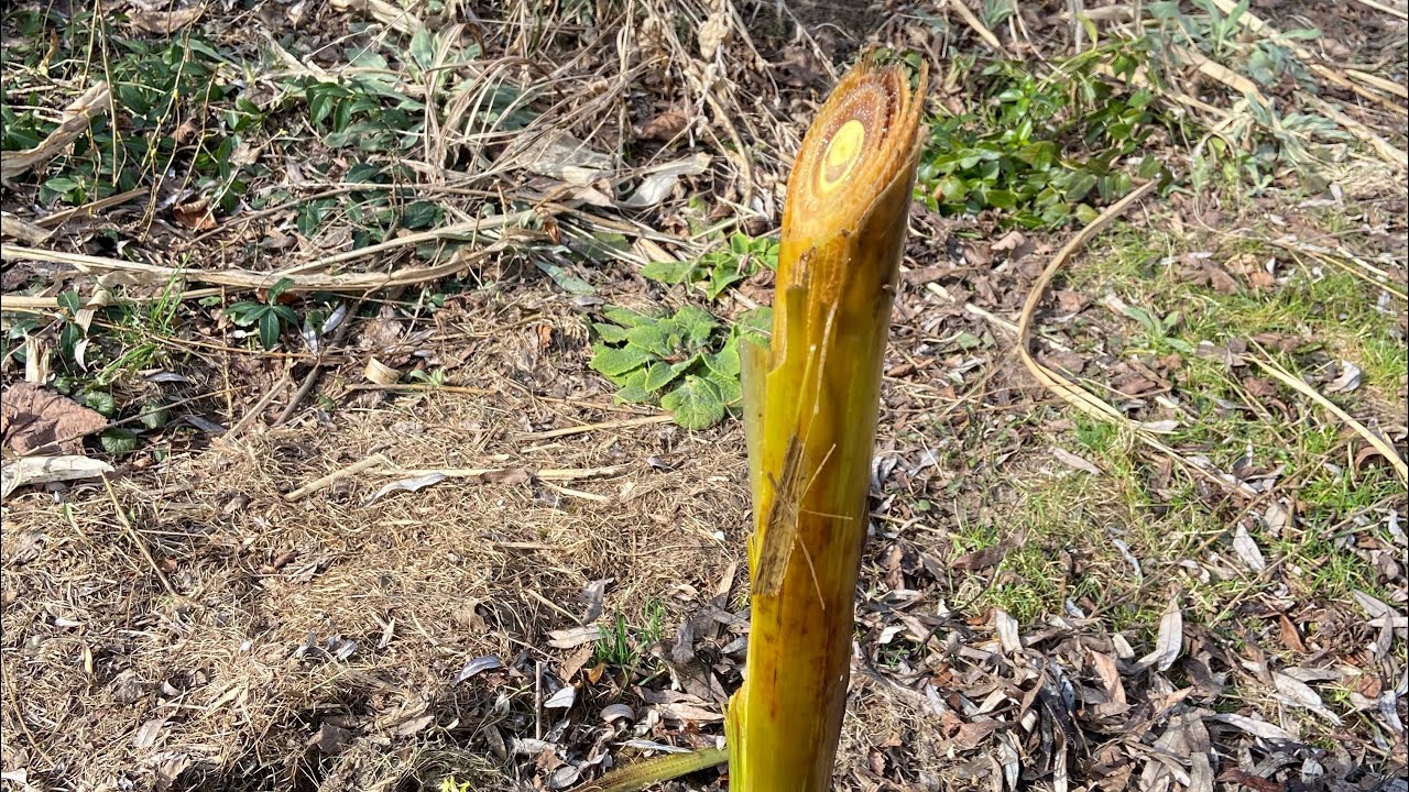 Banan Musa Basjoo w gruncie - odkrywanie bananowca po zimie.
