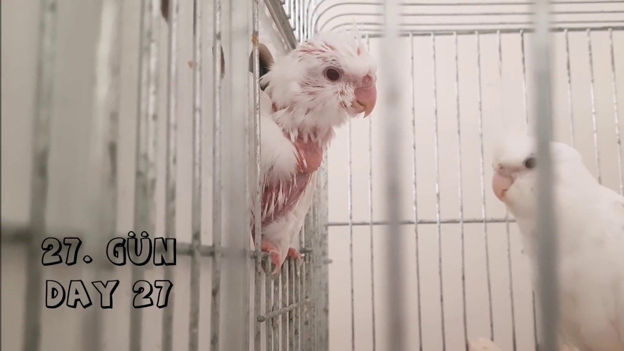 BABY COCKATIELS ПЕРВЫЕ 30 ДНЕЙ | Высокое качество.