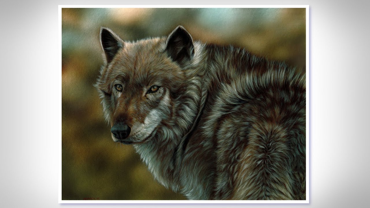 Speed Painting Wolf-- watercolor and gouache