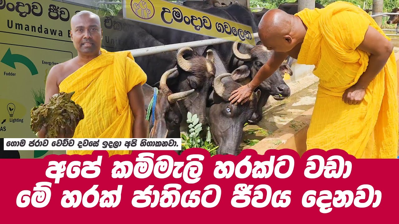 අපේ කම්මැලි හරක්ට වඩා මේ හරක් ජාතියට ජීවය දෙනවා