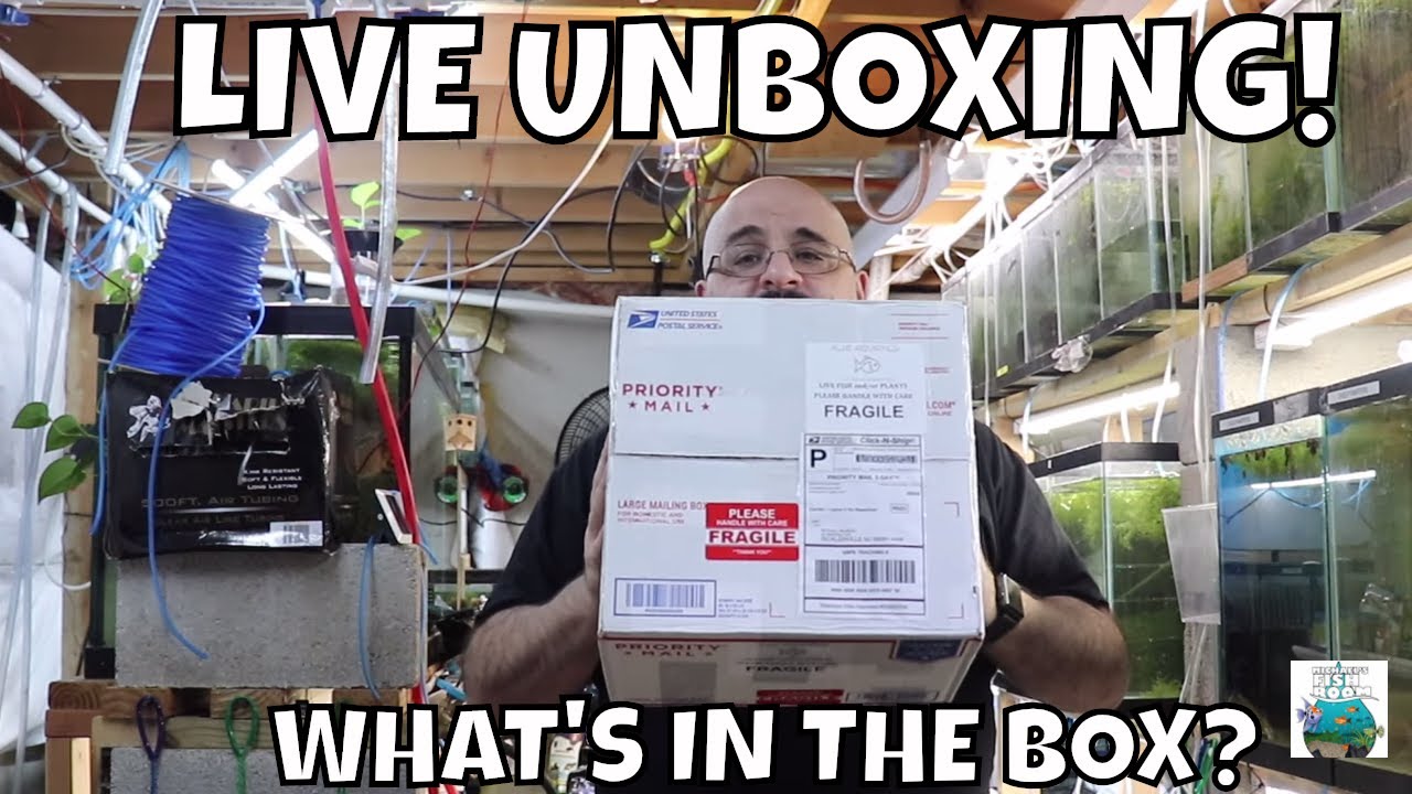 LIVE FISH ROOM UNBOXING! WHAT AMAZING THINGS DID I GET FOR MY PLANTED ANGELFISH TANK?