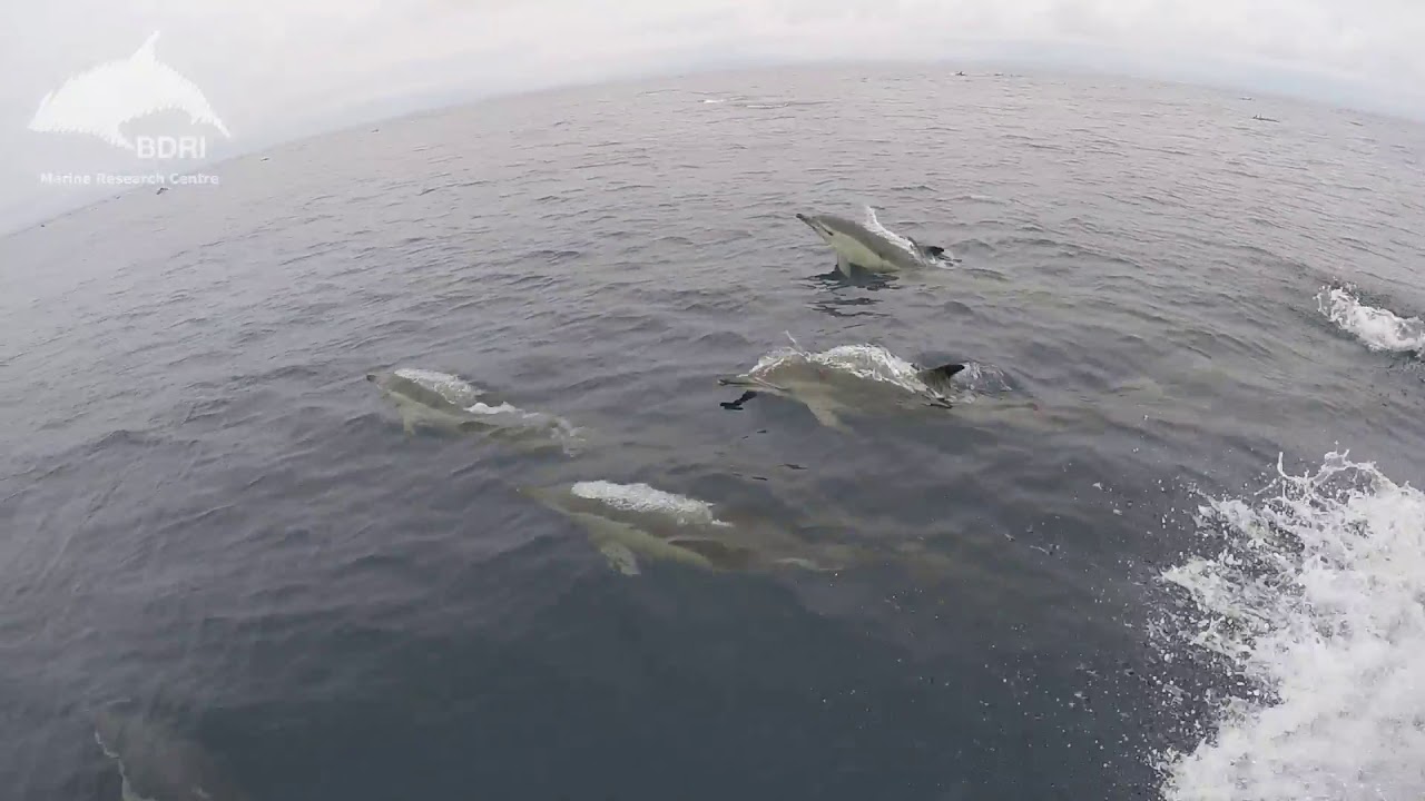 Amazing footage of a super-pod of dolphins swimming and jumping off the coast of Galicia (NW Spain)