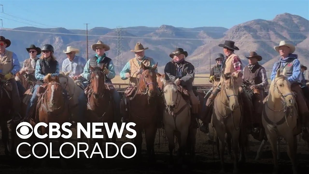Sterling Ranch uses cattle to protect homes as working cattle ranch