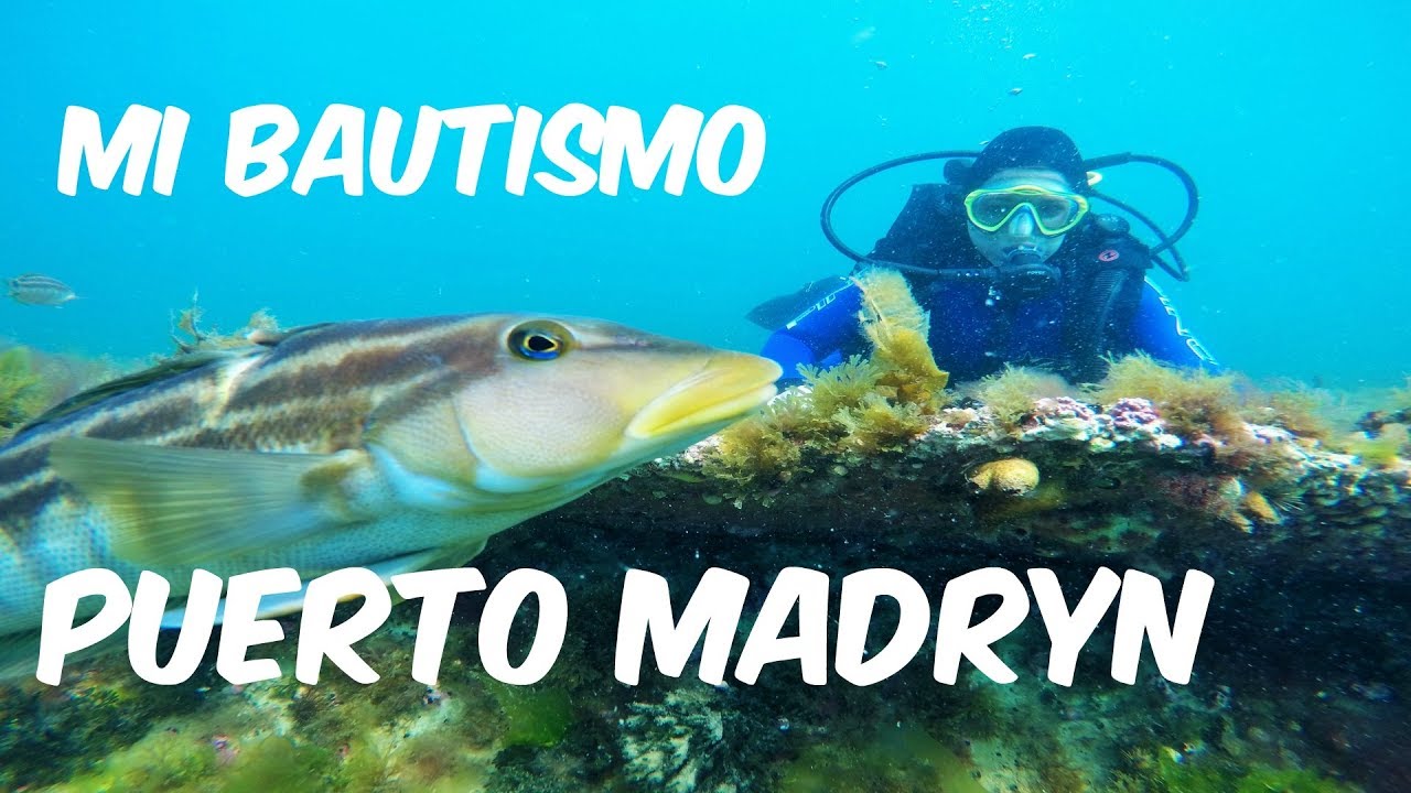 Buceo en Puerto Madryn - Chubut | Argentina | ♥ Bucket List
