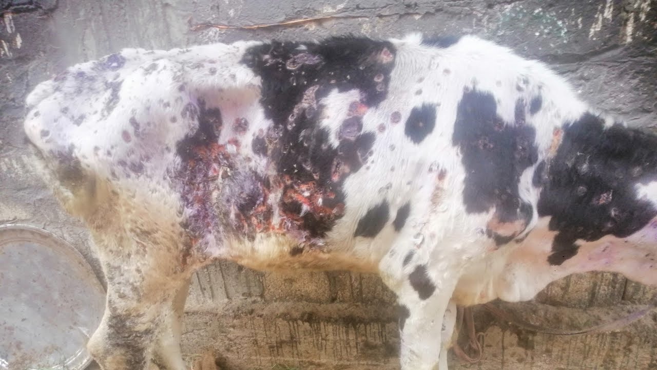 الجديد في التعامل مع مرض الجلد العقدي