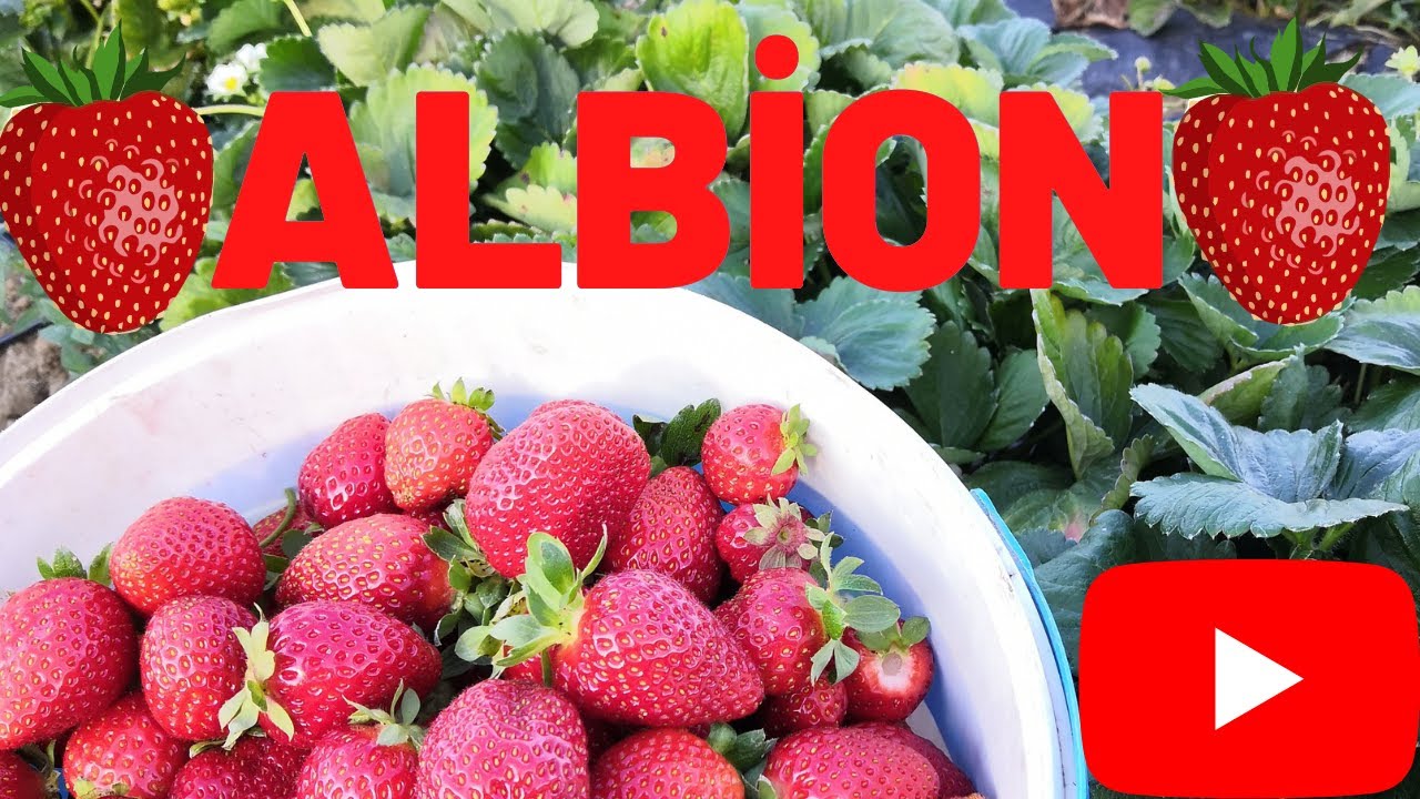 #ÇİLEK #ALBION #SiRKESİNEĞİ | ALBiON ÇİLEK KALİTE TESADÜF DEĞİLDİR
