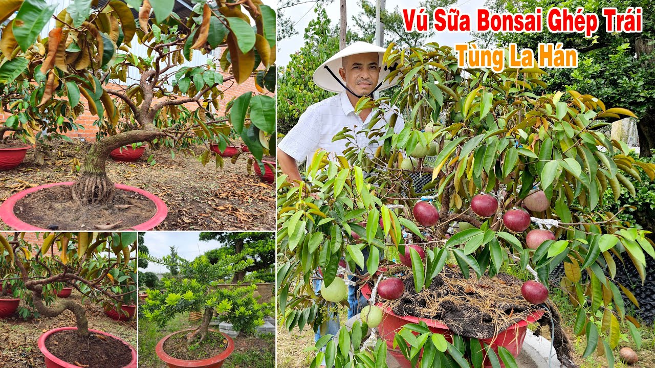 Lê Khải 9/12 chào bán Vú Sữa bonsai ghép trái, Tùng Ngọc Bích, Kim Cương #0907819719
