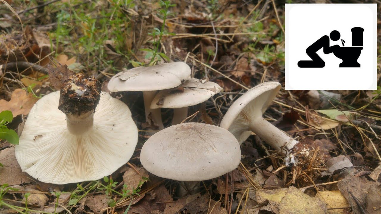 Lejkówka szarawa, Gąsówka mglista (Clitocybe nebularis) Jaworzno