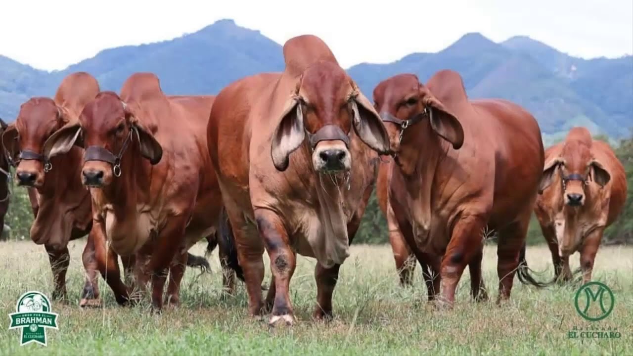 ✅ RAZA BRAHMAN ROJO EN COLOMBIA  🇨🇴 HACIENDA EL CUCHARO 💥
