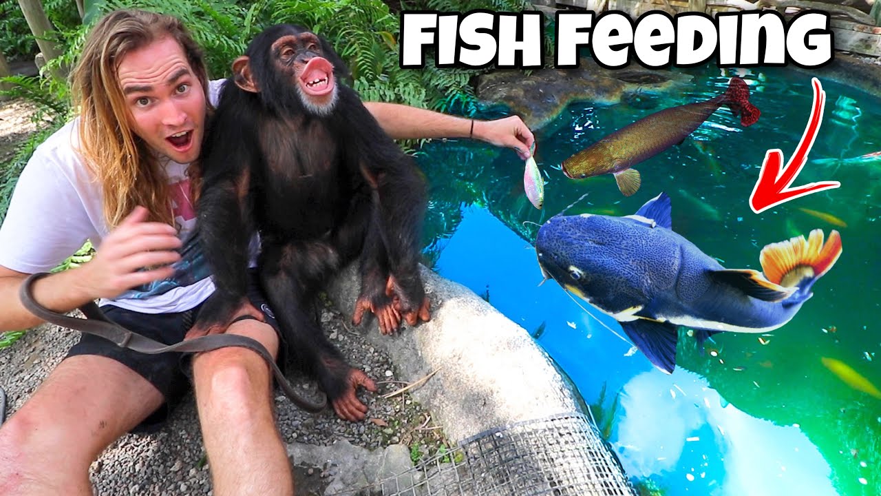 FEEDING MONSTER FISH WITH CHIMPANZEE ! FISH ATTACK