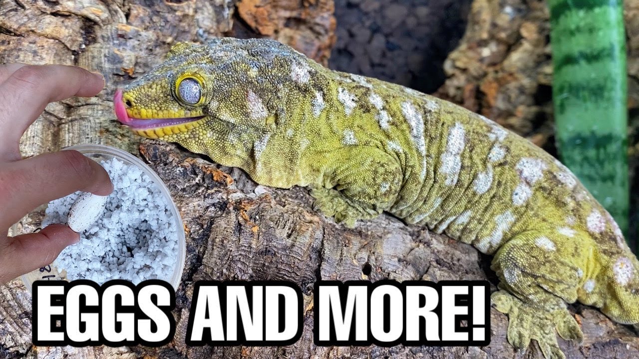 Giant Gecko Update (Rhacodactylus leachianus)! SHE LAID EGGS!