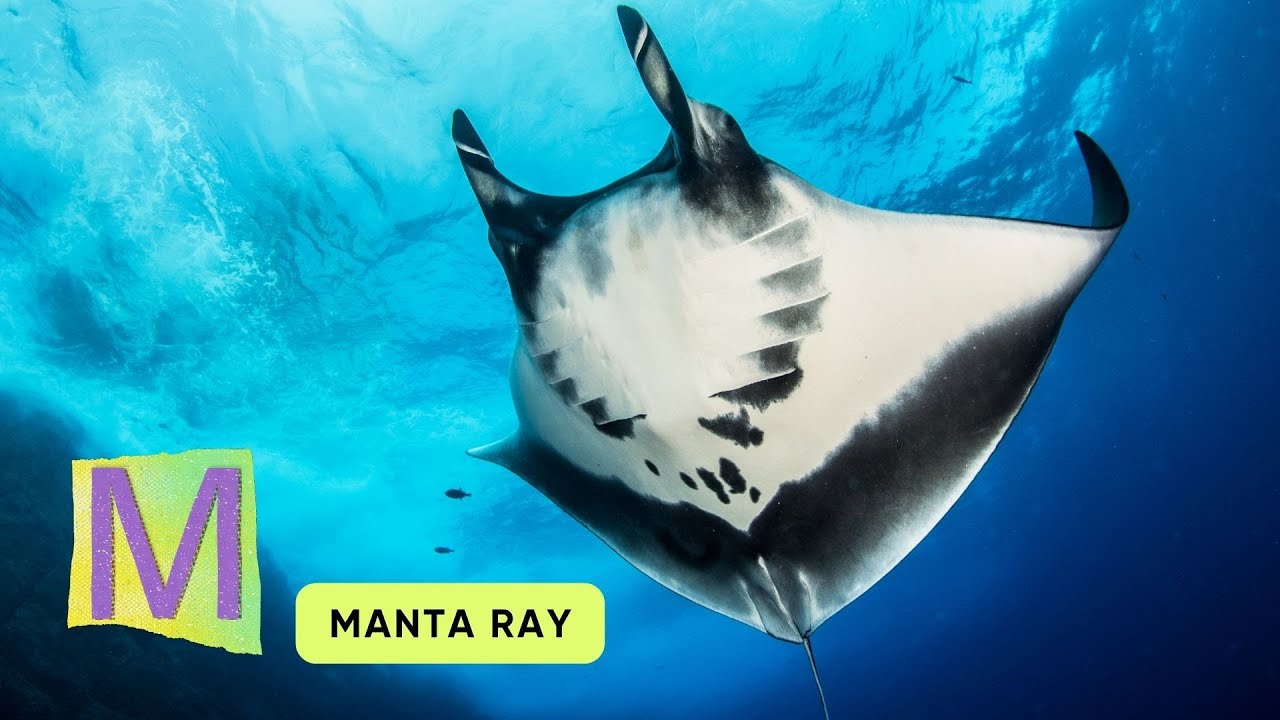 ABC Sea Animals Song | 100 Sea Animals | Learn #abcd  English and Animals for Kids #abcd