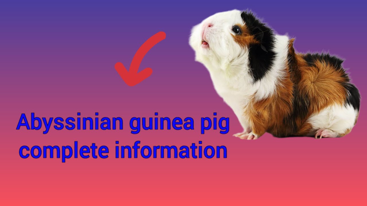 complete All Abyssinian Guinea Pig information