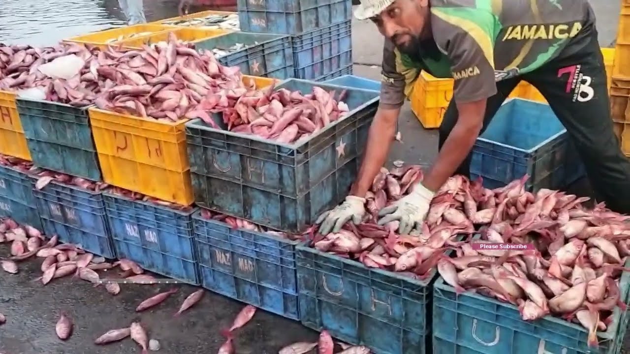 ನಾವು ತಿನ್ನುವ ಮೀನು // Visit to Mangalore Fish Bunder || Early Morning Work || Part 1||