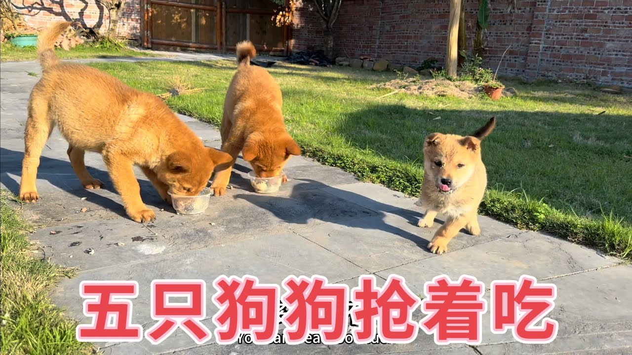 5只小狗一餐到底要吃多少？小放精心制作营养餐，没想到三脚小狗抢着吃，看完太治愈了