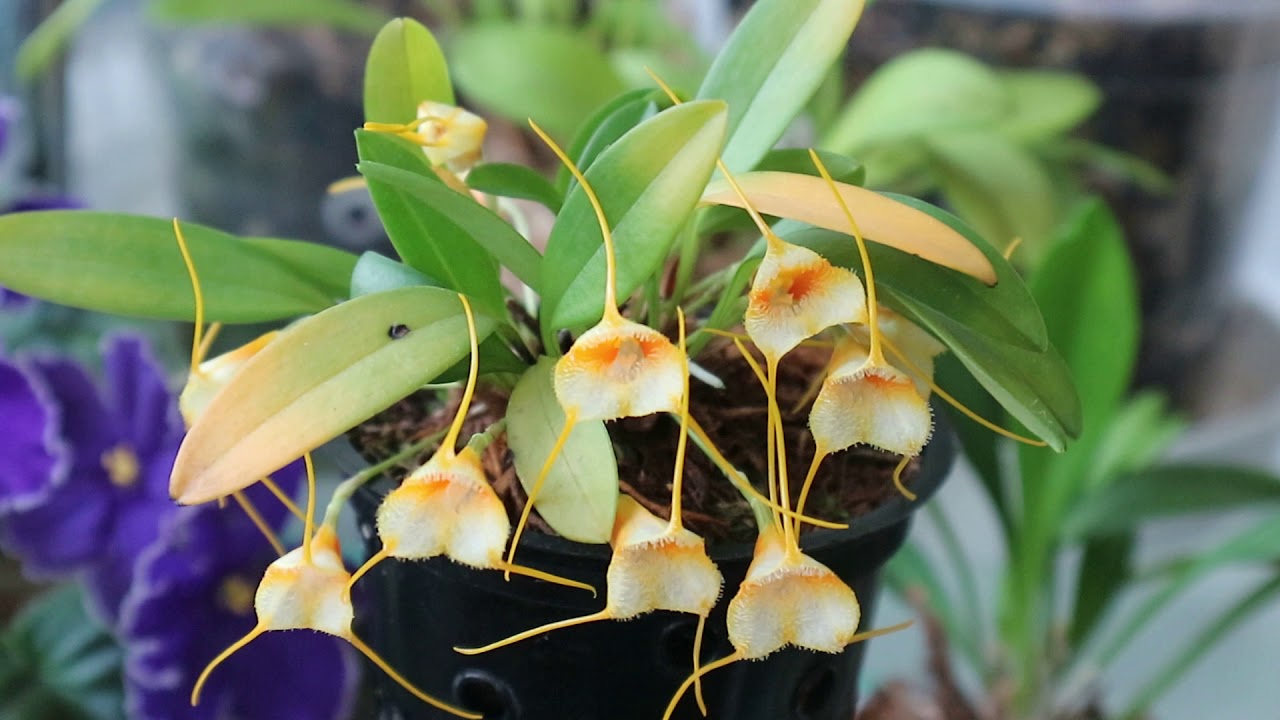 Masdevallia strobellii