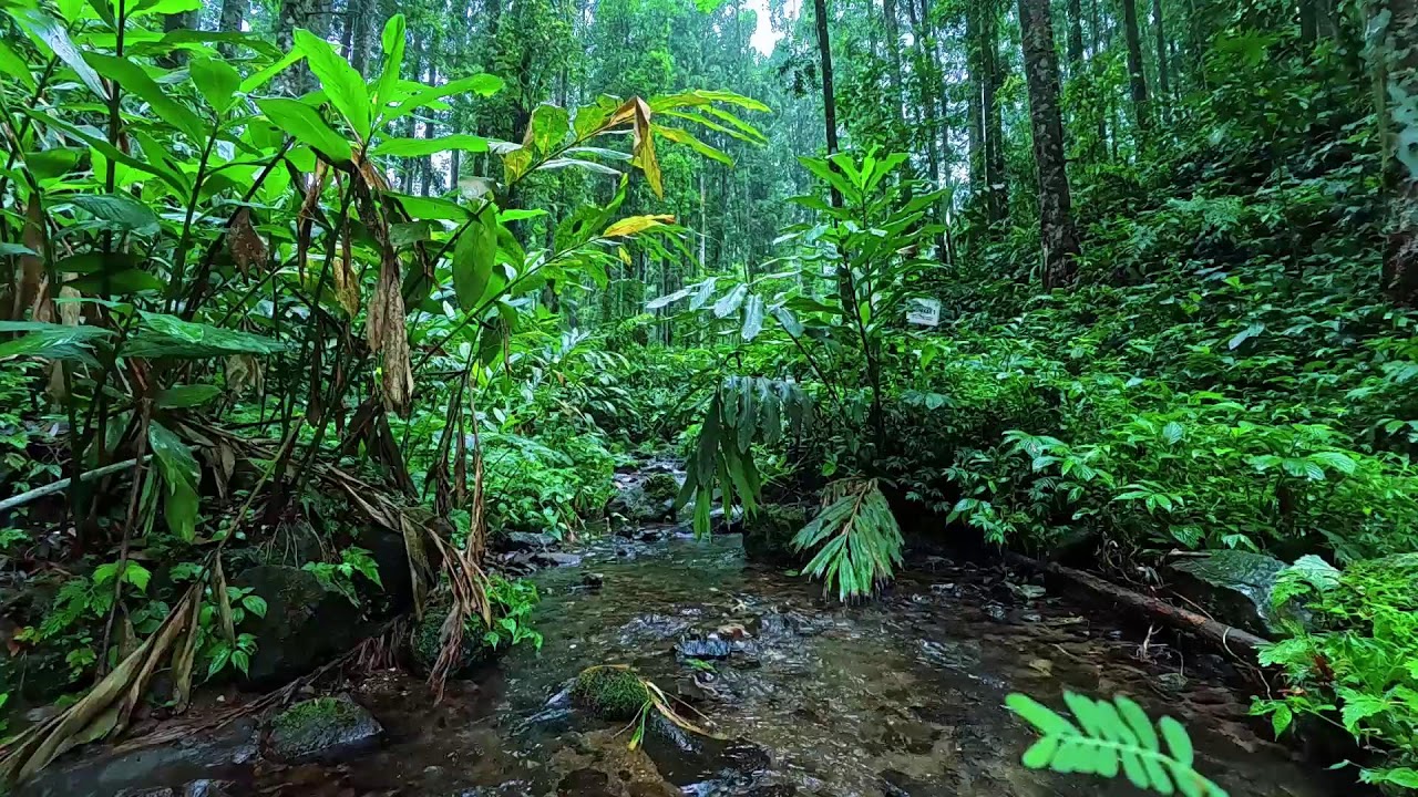 Calm Your Mind with Flowing Water Sounds and Soft Piano