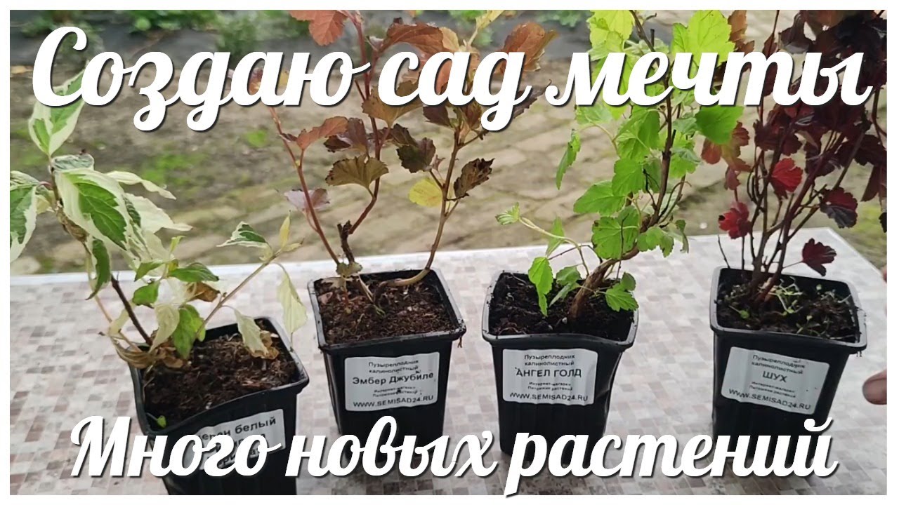 Создаю МАЛОУХОДНЫЙ САД / Первые покупки для МАЛОУХОДНОГО САДА / НЕПРИХОТЛИВЫЕ РАСТЕНИЯ
