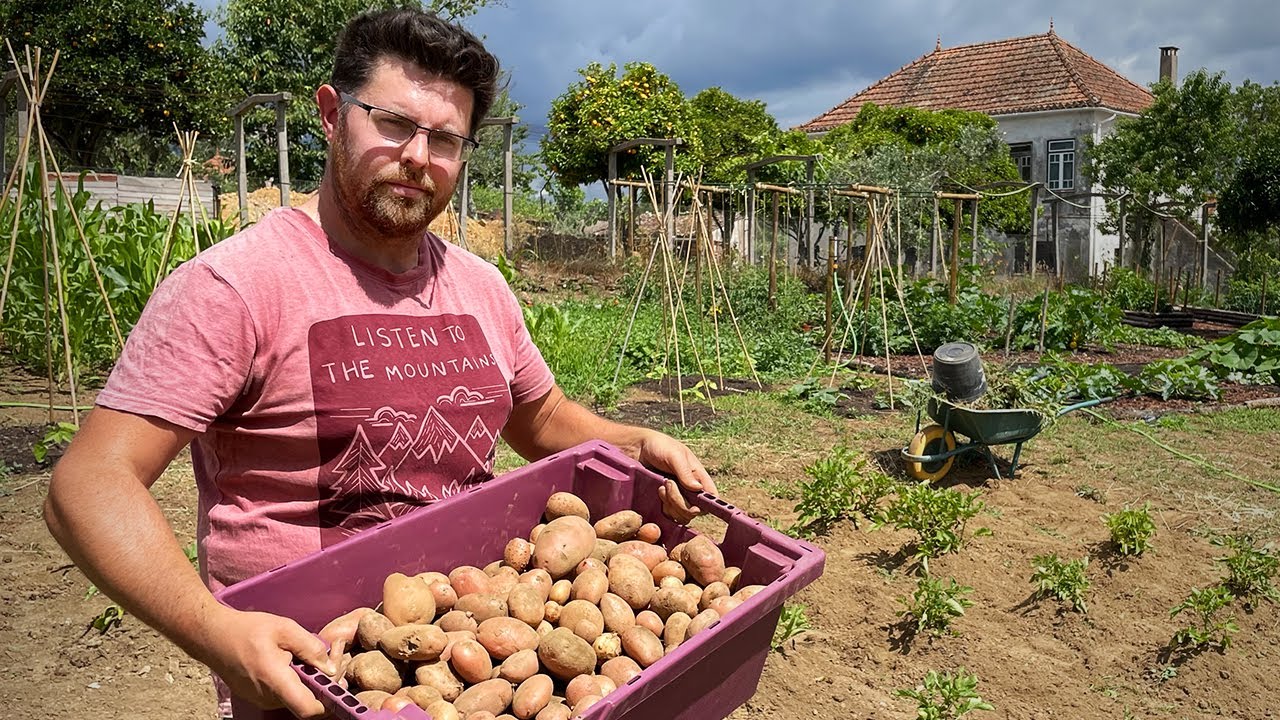 Harvesting Dig vs. No Dig Potatoes - INTERESTING Results! #21