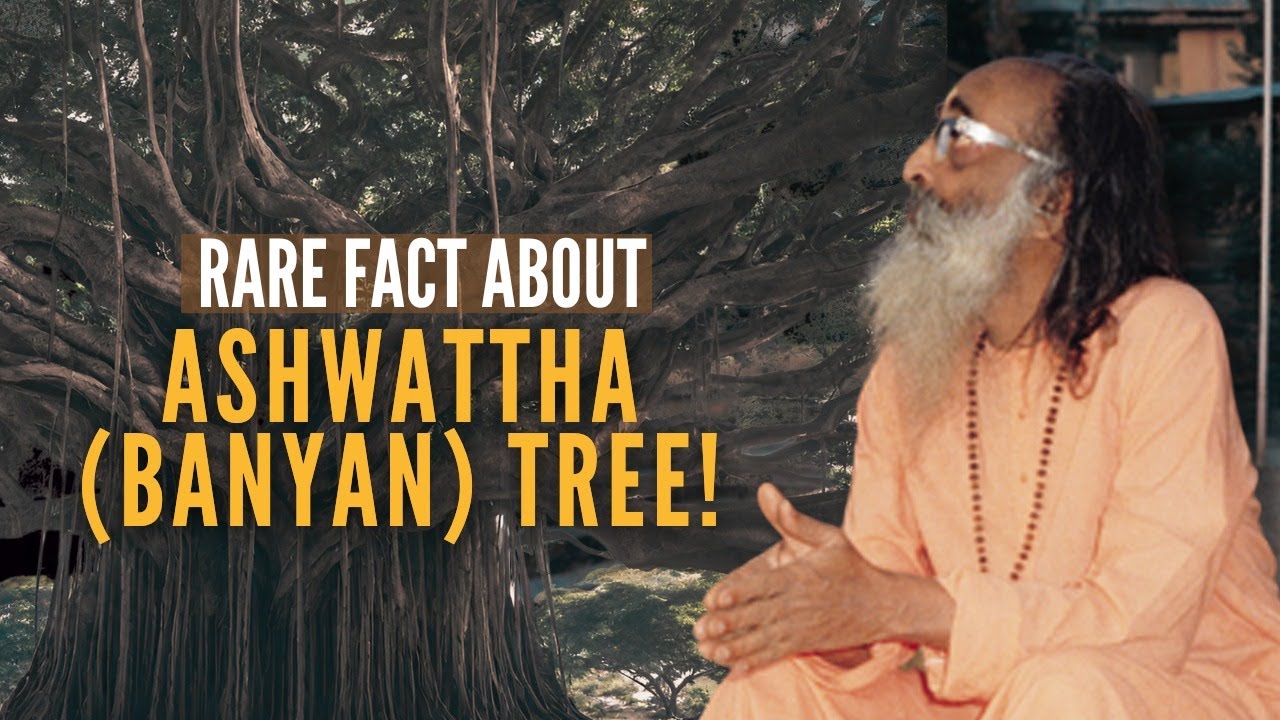 43 of 108 | Rare fact about Ashwattha (Banyan) Tree! | Swami Chinmayananda  | Bhagavad Gita Ch15