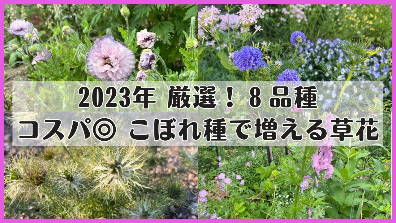 《こぼれ種で増える春の草花 2023年厳選８品種》まだ間に合う可愛すぎる春の一年草／今年こぼれ種で更新できた品種のみご紹介／話題の品種／おすすめバラの下草