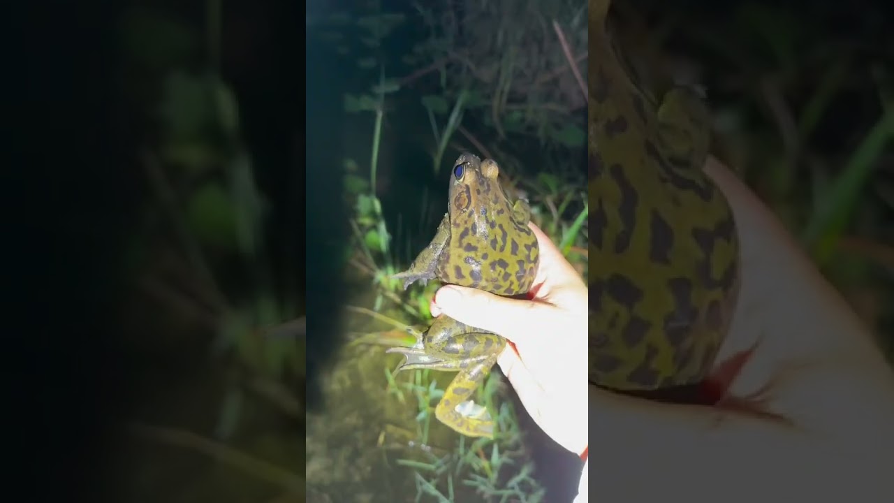 Playing hide, and seek with a giant alligator! #everglades#youtubeshorts#alligator#wildlife#viral