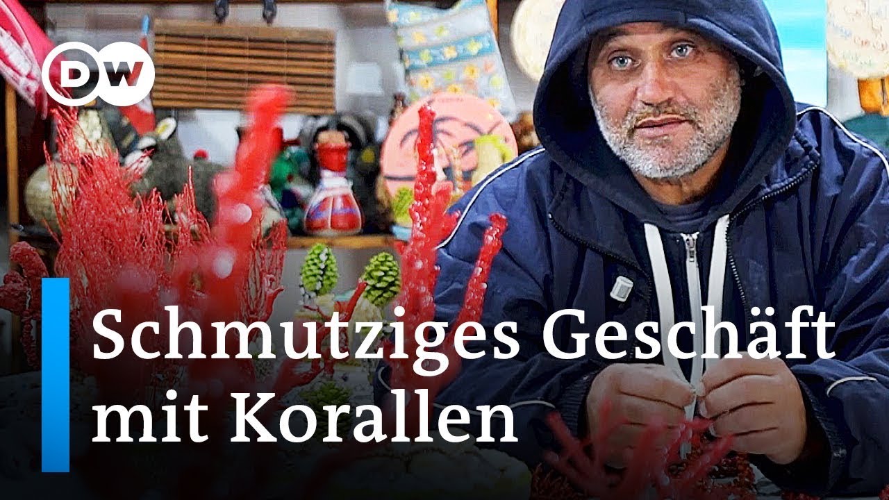 Steigende Korallenpreise sorgen für Umweltzerstörung und illegalen Handel | DW Reporter