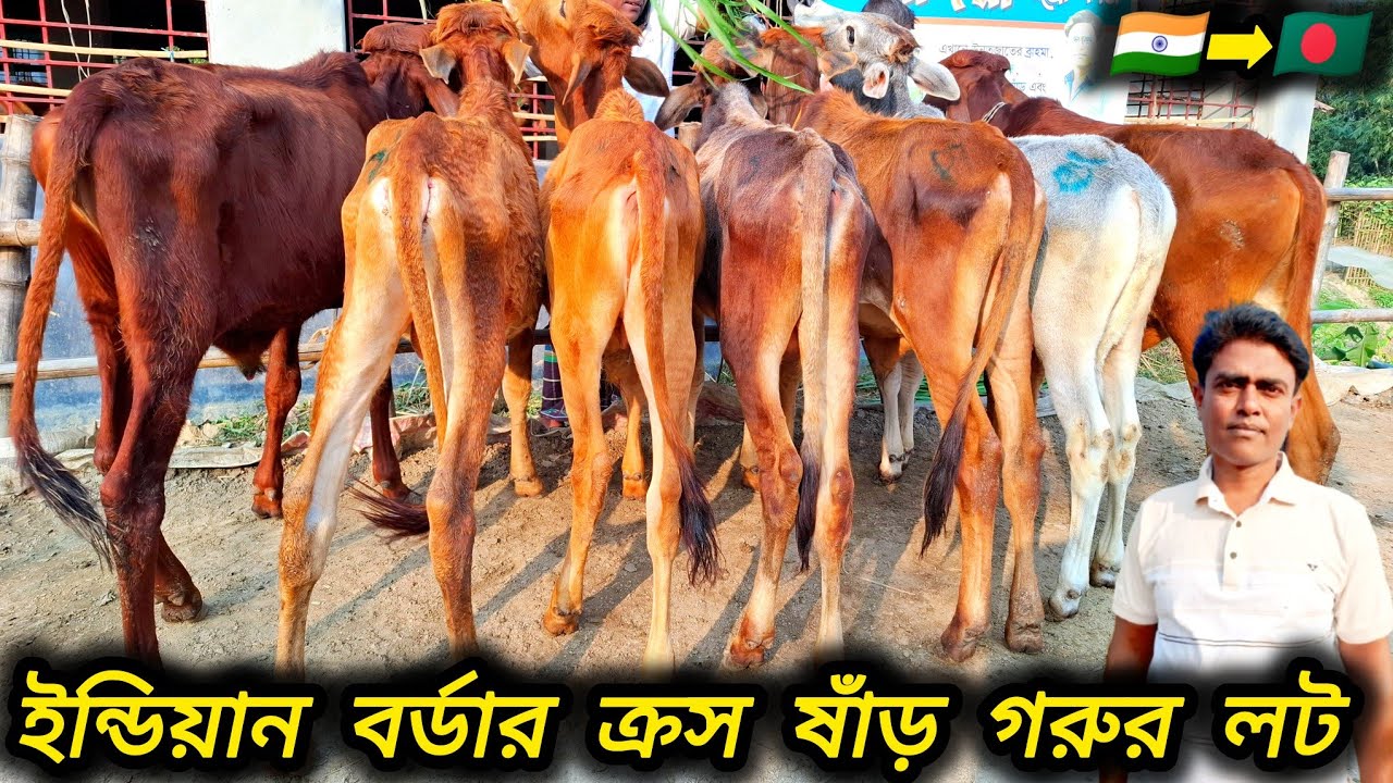 ৩১/১/২৬/ 🇮🇳  ডিরেক ইন্ডিয়ান বর্ডার ক্রস শাহীওয়াল, গীর,ভোল্টার,জাতের মোটাতাজা করন উপযোগী ষাঁড় গরু লট