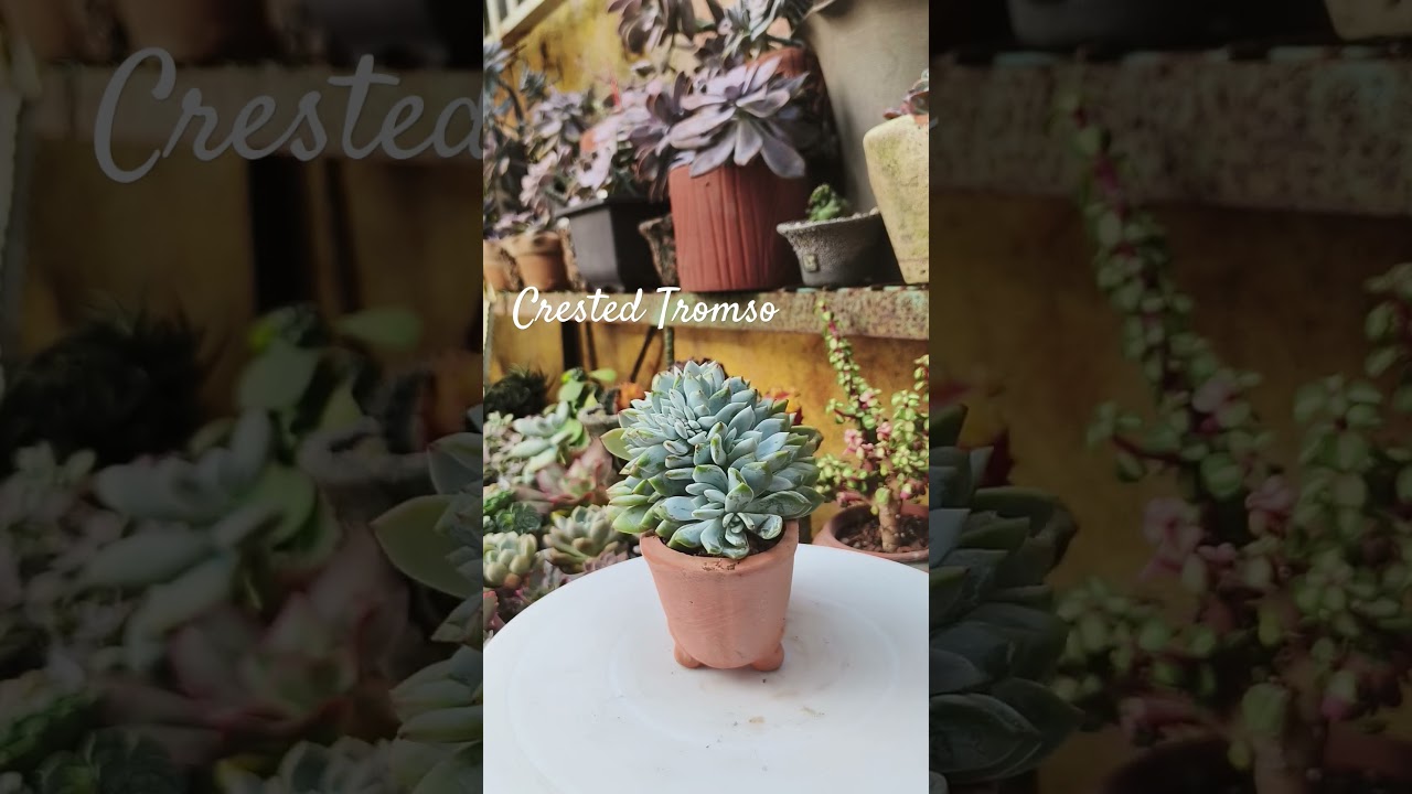 Absolutely Beautiful !! #cns #succulentcollection #succulentobsession #succulentcollector