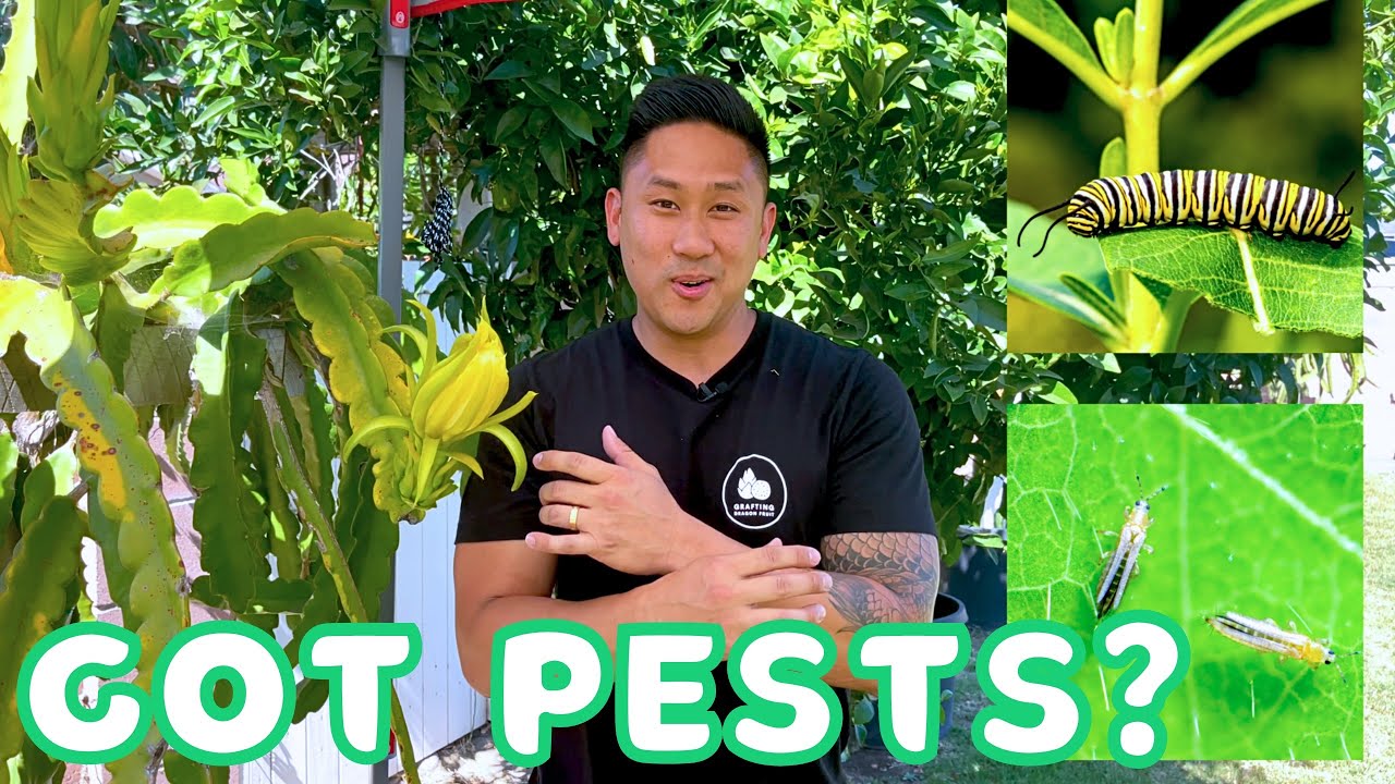 How I Keep PESTS Away From My Dragon Fruit Plants. Nature's Pesticide