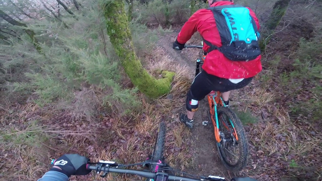 Albereta -  Mucche e Vipereta