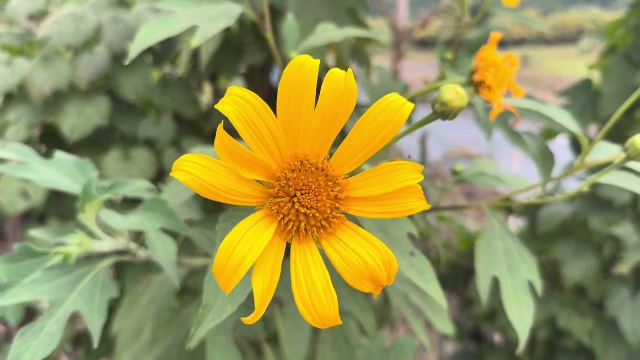 Nậm Khum sớm mai