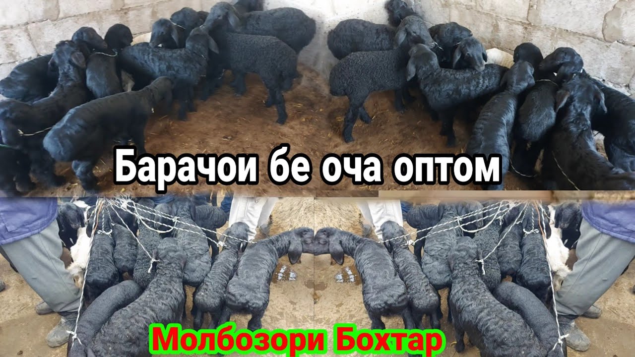 Барача ( Барачаи ) бе оча Оптови дар Молбозори Бохтар ( хочи Шариф ), 24 февраля 2023 г.