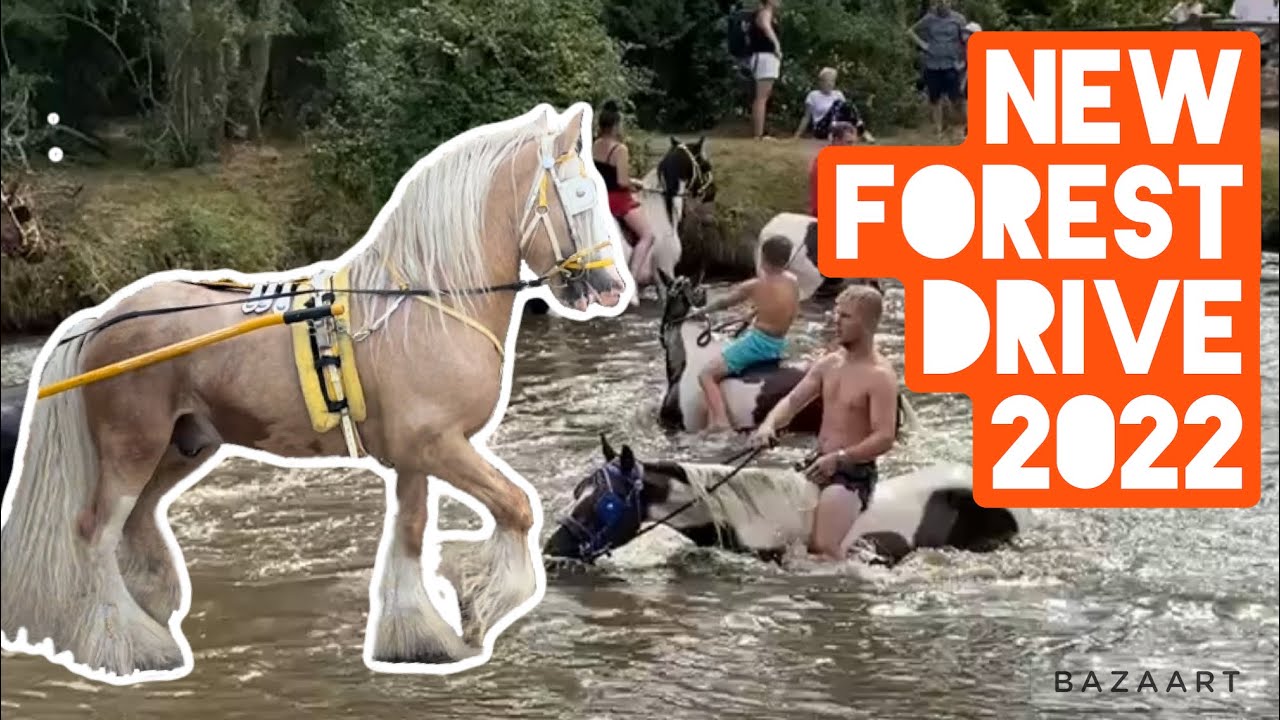 NEW FOREST DRIVE 2022