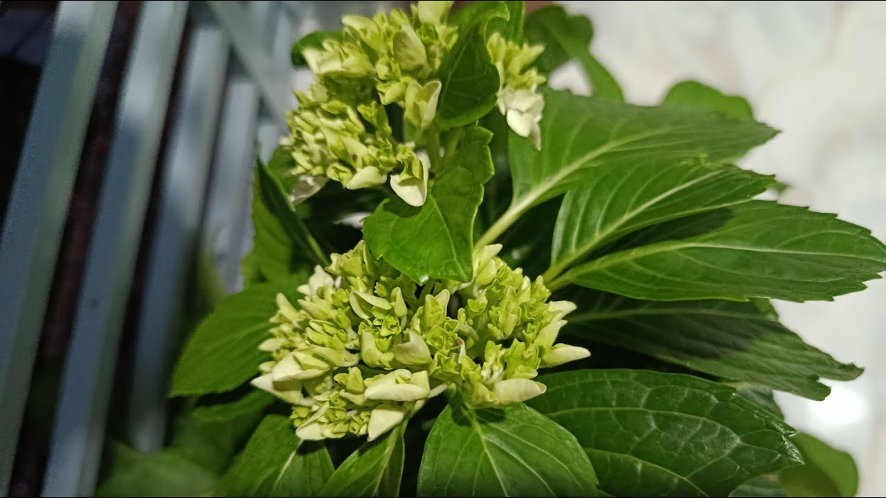 শুভ মঙ্গলবার বন্ধুরা