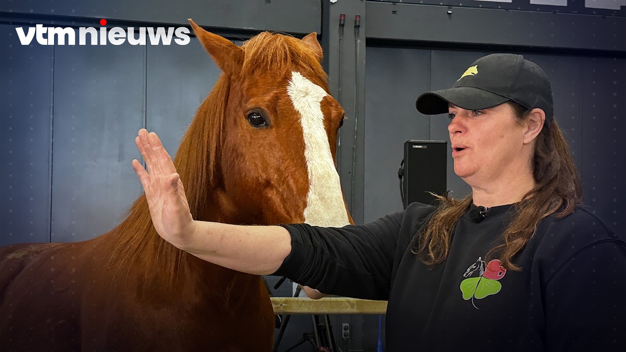Paard Happy begrijpt gebarentaal