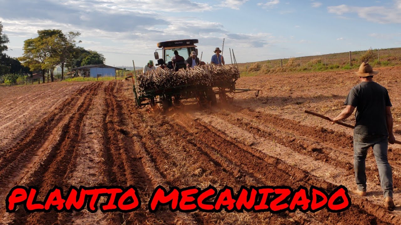 SABE COMO PLANTAR  MANDIOCA | 2°T