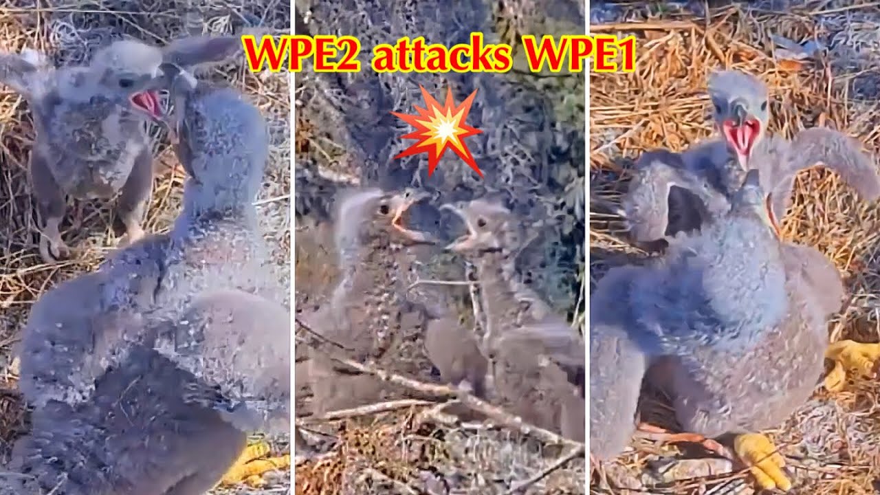 #159🦅🐥25°🐥20°／Winter Park Eagle Nest 2026／Against All Odds:One-Eyed Mom／by Winter Park Eagle Cam