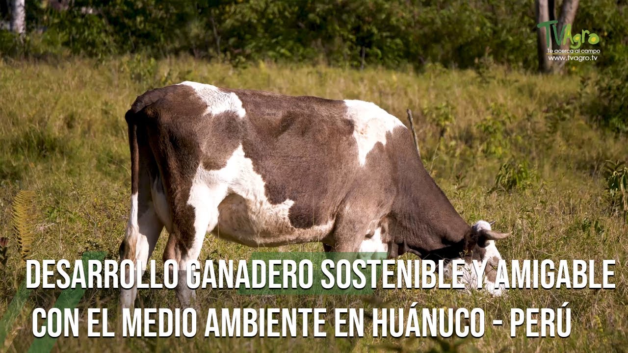 DESARROLLO GANADERO sostenible y AMIGABLE con el medio ambiente en HUÁNUCO - PERÚ