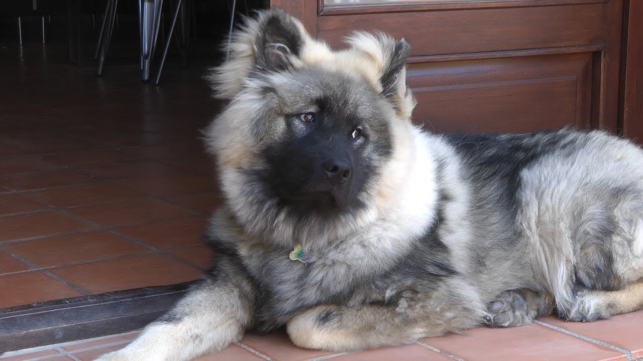 Moose the Eurasier - New Home, Family and Friends!