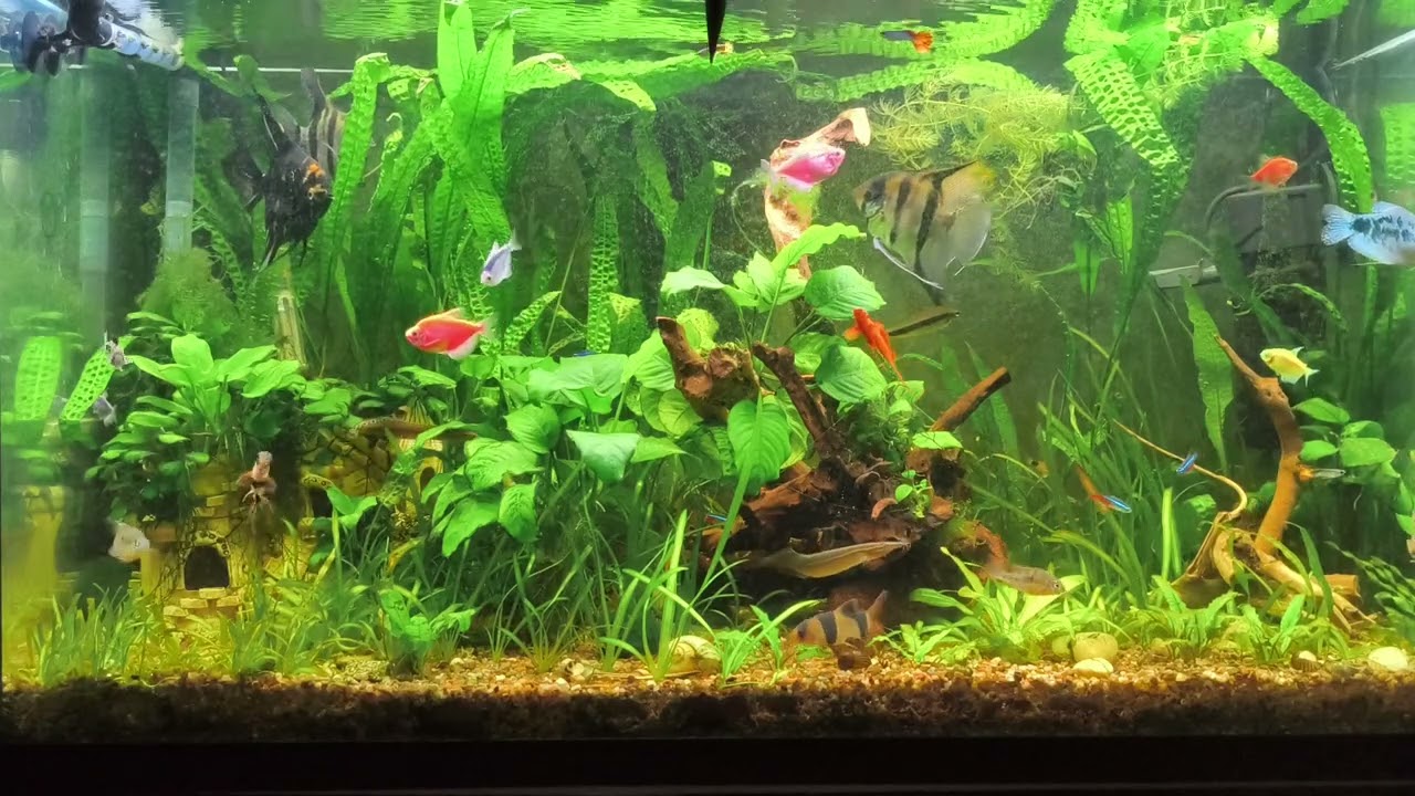 Angelfish Territorial Behavior in a Planted Aquarium A Close Look