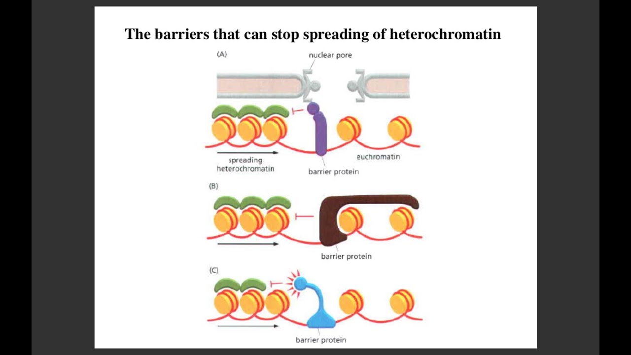 Lecture 11 Histone Code and Reader Writer Complexes