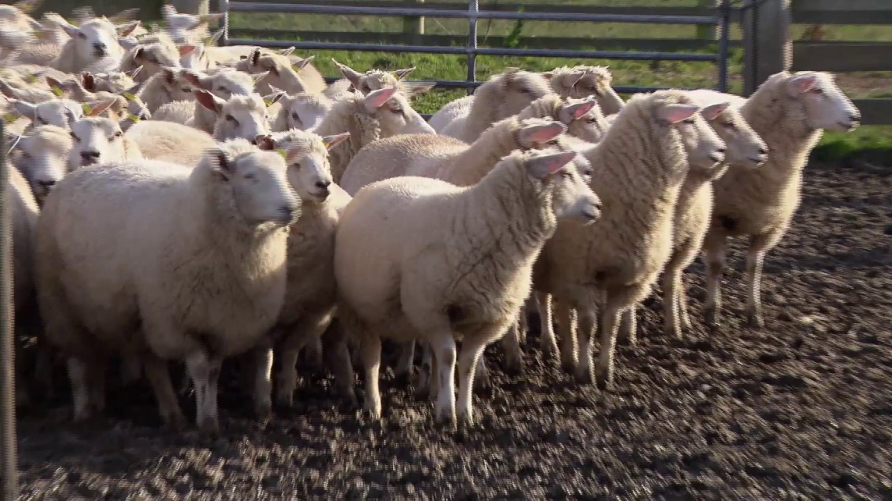 French Genetics for New Zealand Sheep