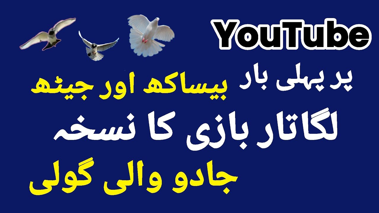 Lagatar Bazi Ka Nuskha || Jeth & Besykh || Pigeon Flying 💯% Formula