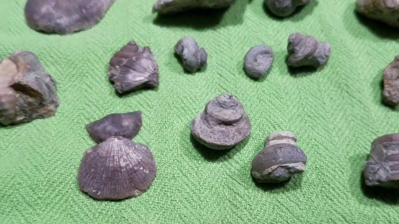 Fossil Hunting SW Ohio Episode 4 Trilobite Hash Plates